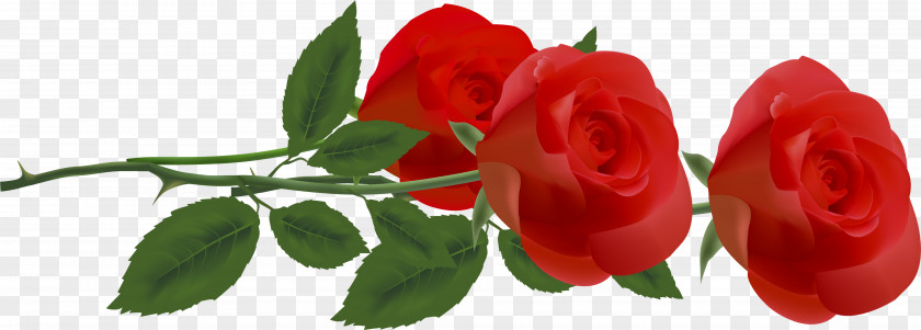 ID Rose Red Clip Art PNG