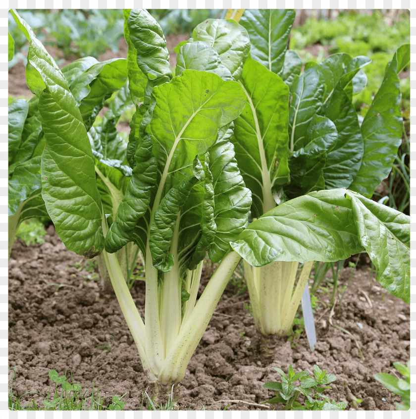 Jalapeno Chard Plant Sowing Common Beet Vegetable PNG