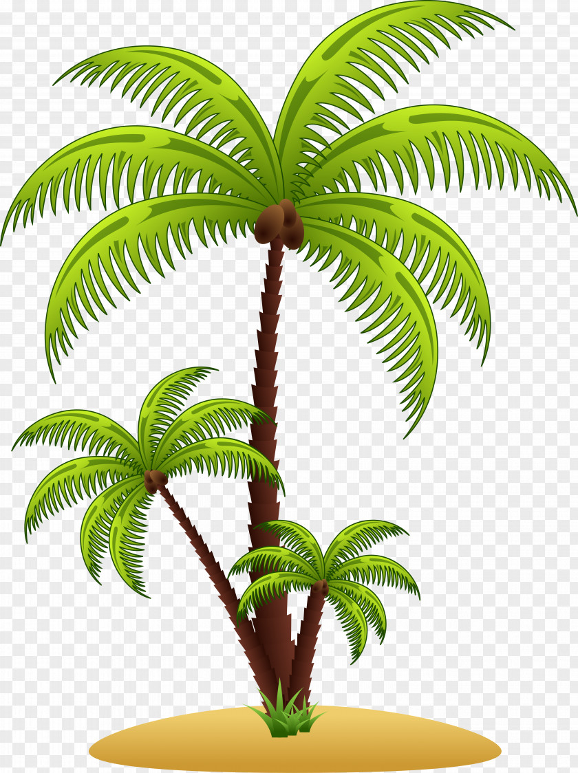 Palm Tree Arecaceae PNG