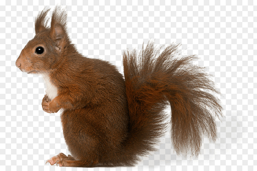 Squirrel Whiskers Fur Fauna Snout PNG