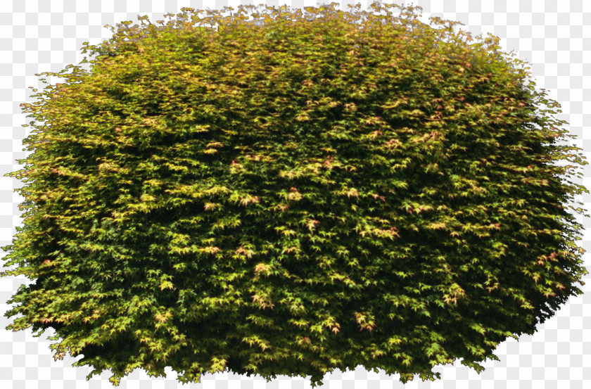 Bushes Tree Texture Mapping Color PNG