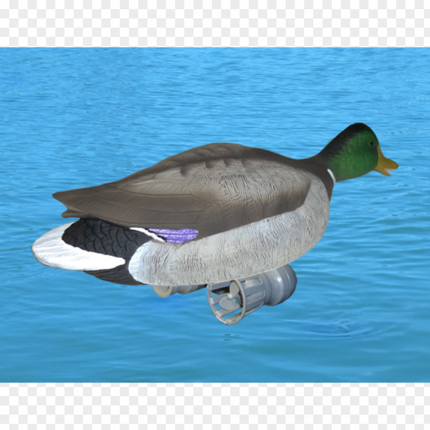 Goose Mallard Duck Water Fauna PNG