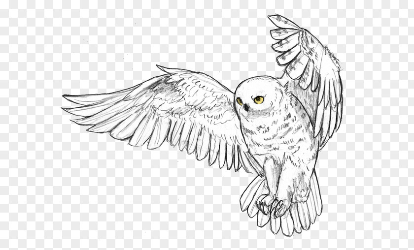 Owl Snowy Beak Feather Bird PNG