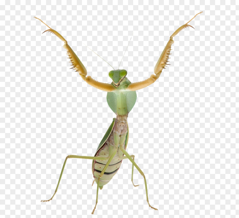 Praying Mantis Boxer Insect Locust Theopropus Elegans PNG