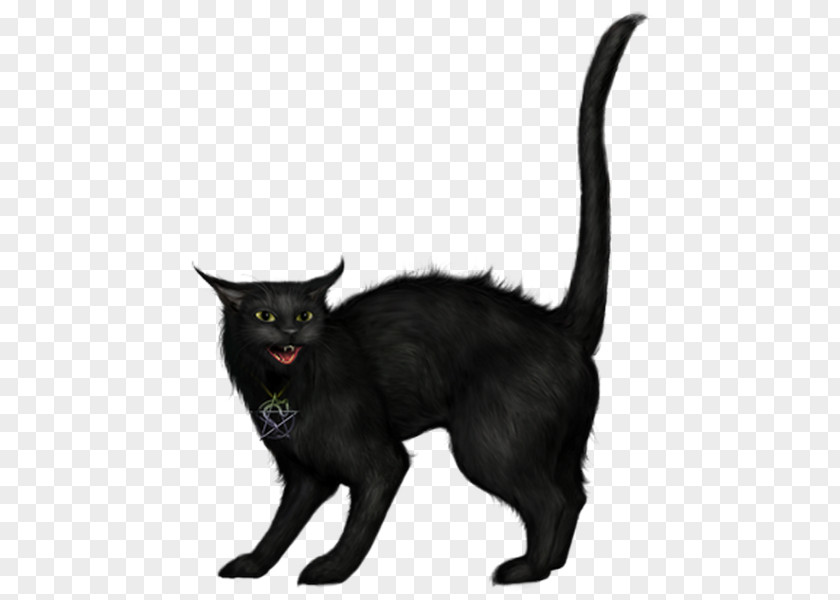 Black Cat Halloween Bombay Clip Art Image PNG
