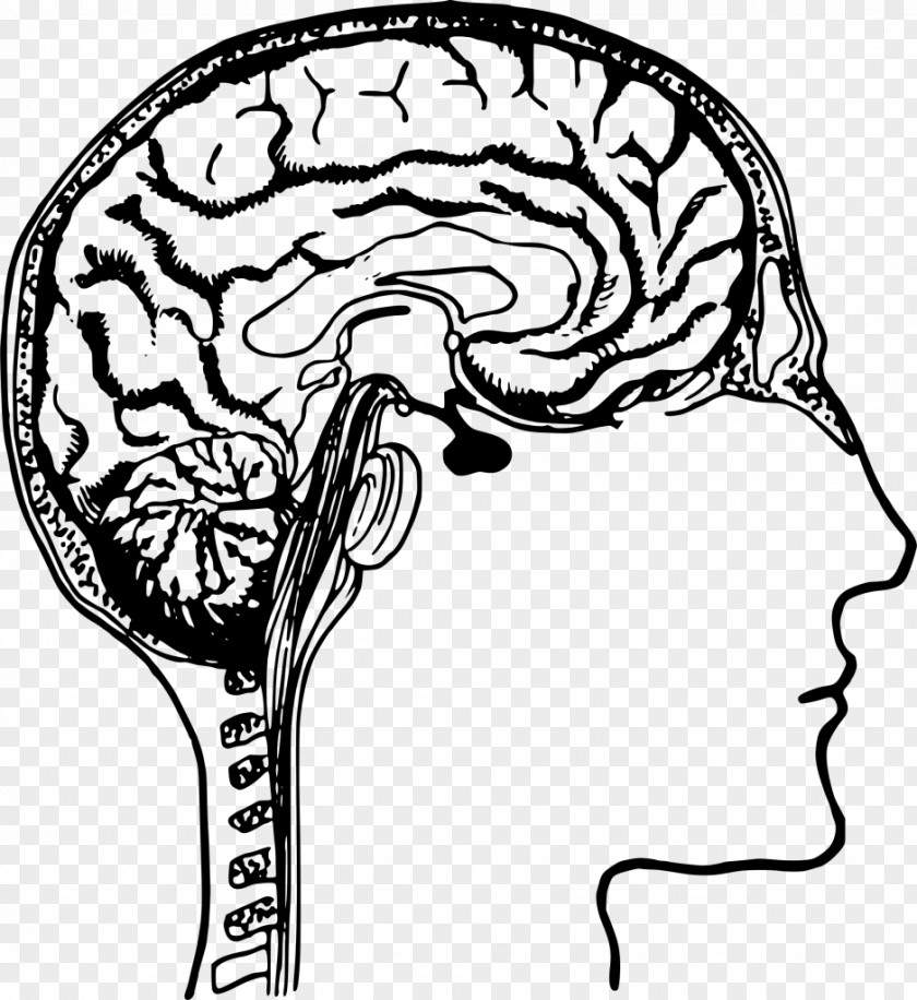 Brain Idea Human Clip Art PNG