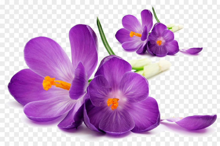 Floral Pattern Gudi Padwa New Year Healing Ugadi Information PNG