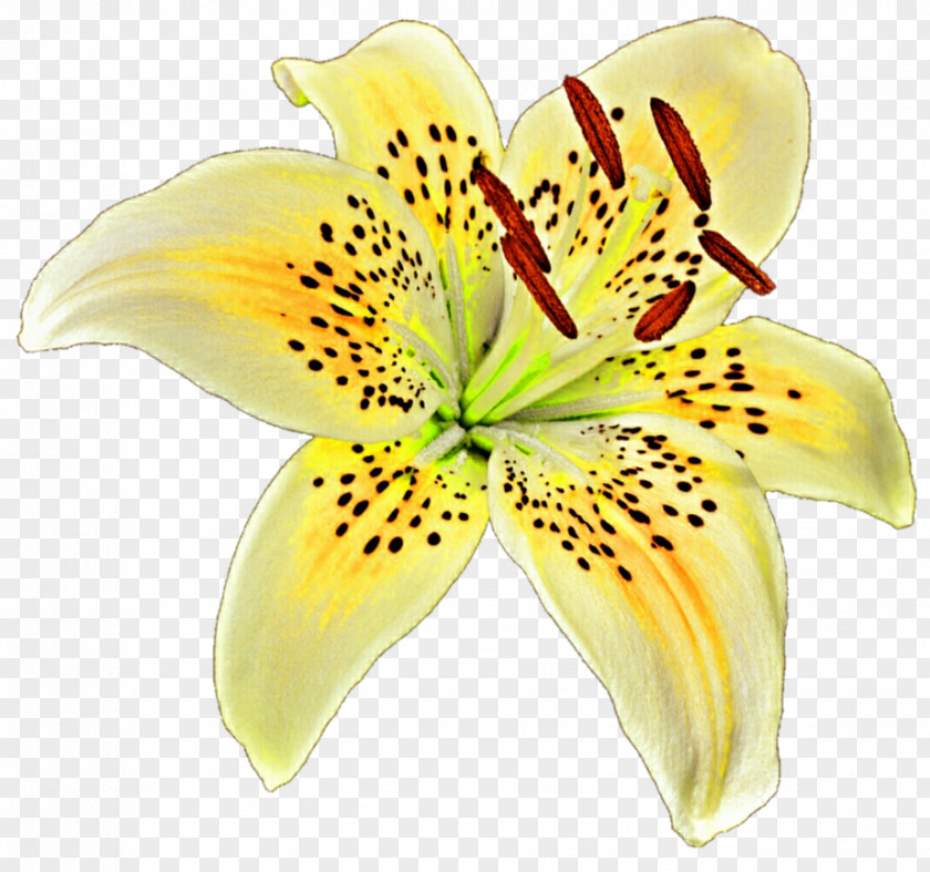 Lily Lilium Yellow Flower Clip Art PNG