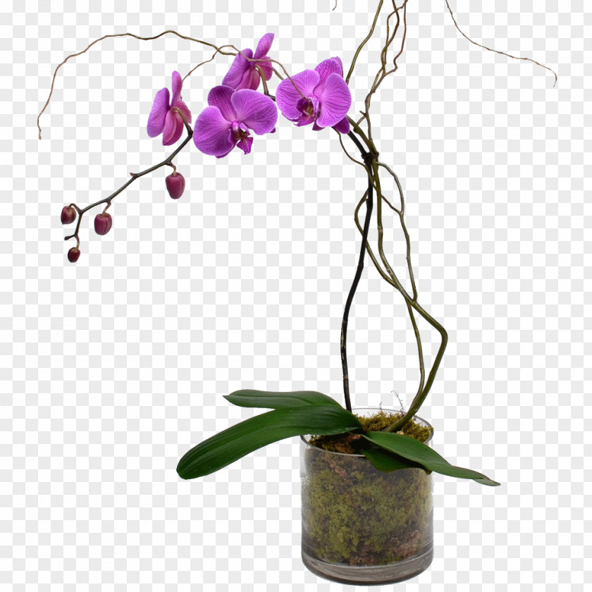 Orchid Moth Orchids Cut Flowers Plant Stem PNG