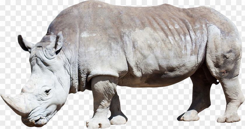 Rhino Rhinoceros Horse Ceratomorpha South American Tapir Stock Photography PNG