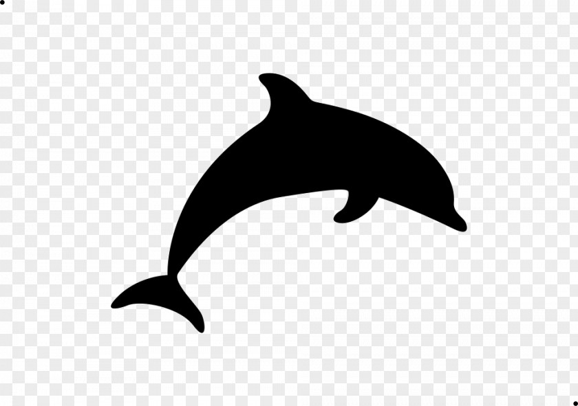 Shortbeaked Common Dolphin Dolphins Bottlenose Cetacea Fin PNG