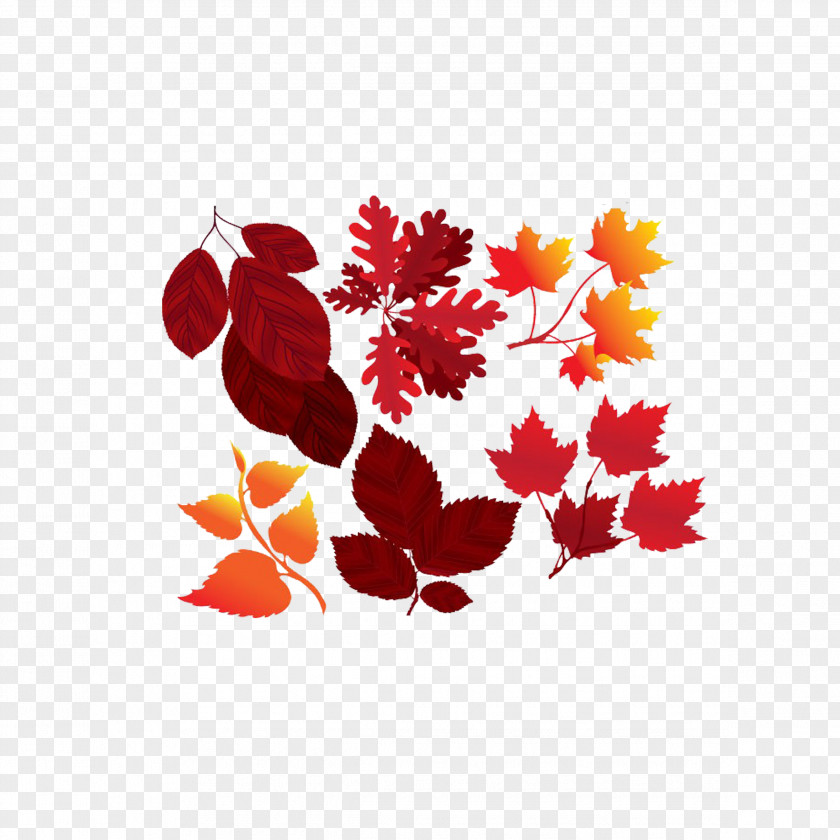 Autumn Leaves Maple Leaf Red Yellow Orange PNG