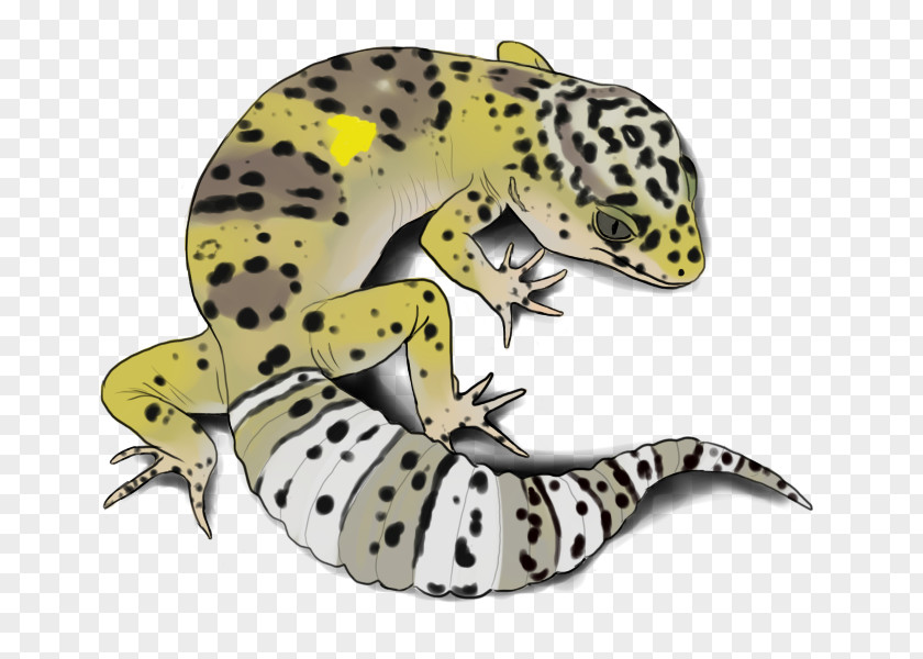 Common Leopard Gecko Frog Terrestrial Animal PNG