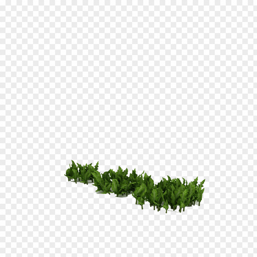 Green,Grass Icon PNG