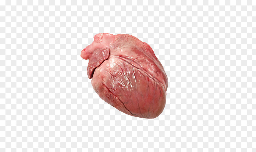 Pig Domestic Heart Circulatory System Stock Photography PNG