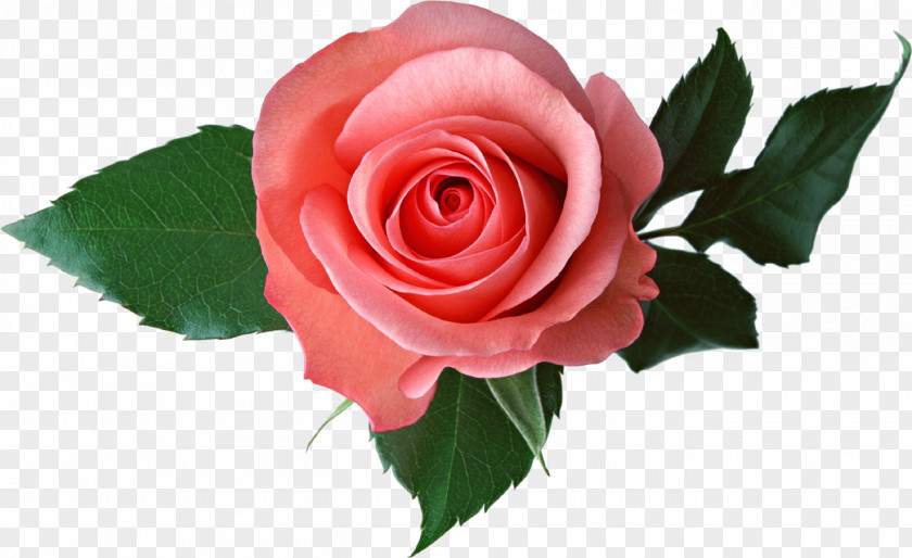 Pink Roses Garden Flower Clip Art PNG