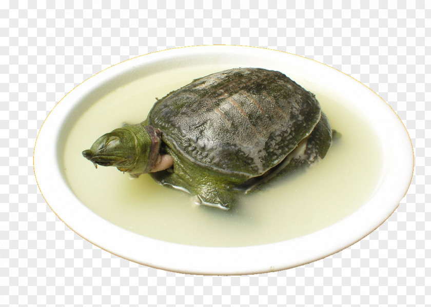 Turtle Stew Chinese Cuisine Dish Trionychidae Food PNG