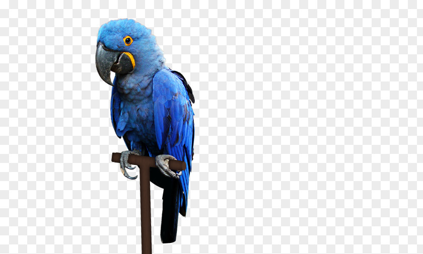Bird Macaw Pantanal Parakeet PNG