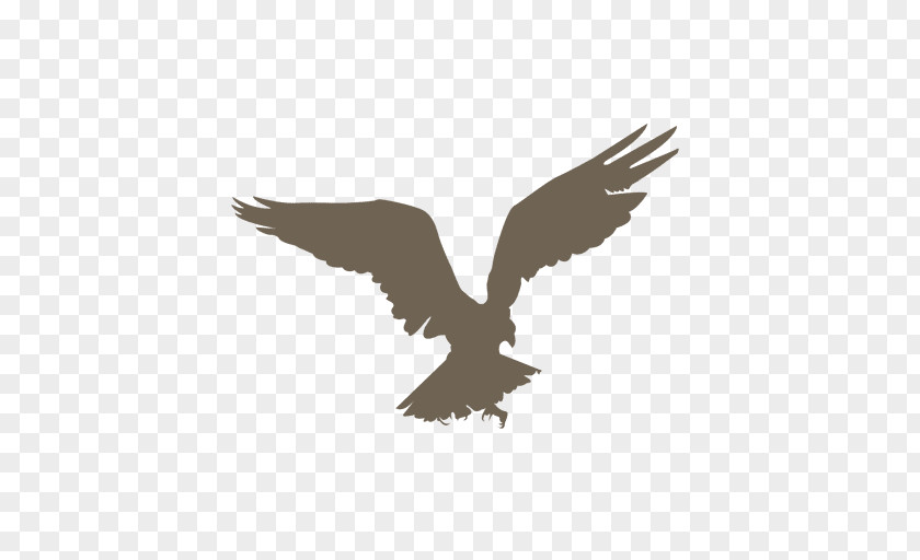 Cartoon Eagle Bird Silhouette Drawing PNG