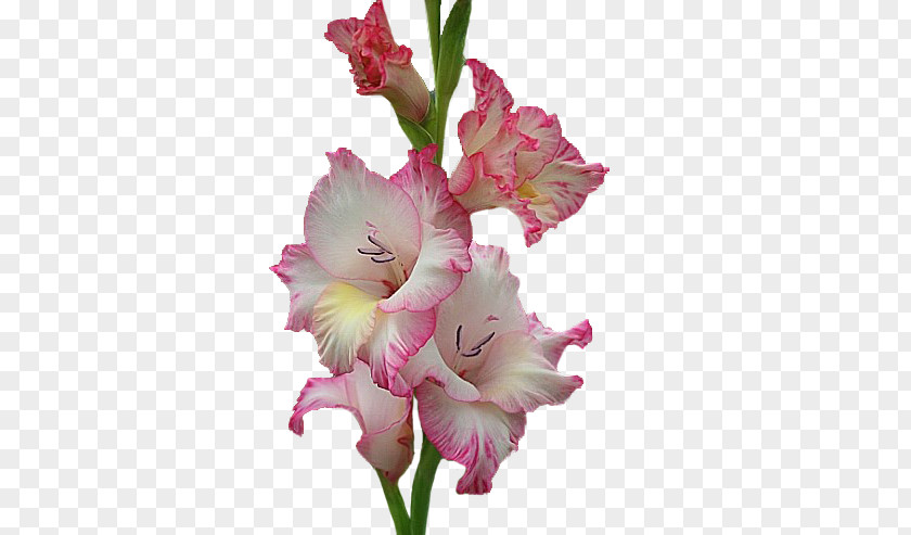 Courage Gladiolus Cut Flowers Pink M PNG