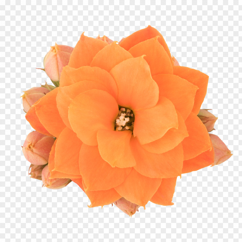 Height Scale Petal Cut Flowers PNG