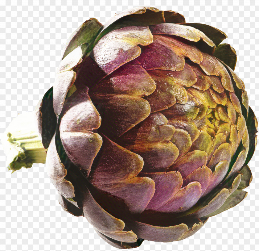 Protea Flower Tree PNG
