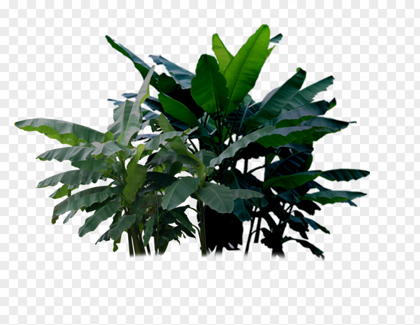 Banana Tree Plant Musa Basjoo Ornata PNG