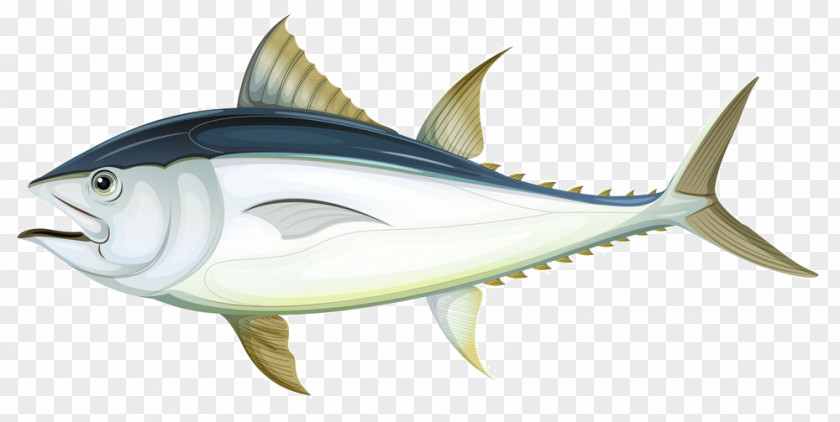 Creative Gray Fish Tuna Anatomy Illustration PNG