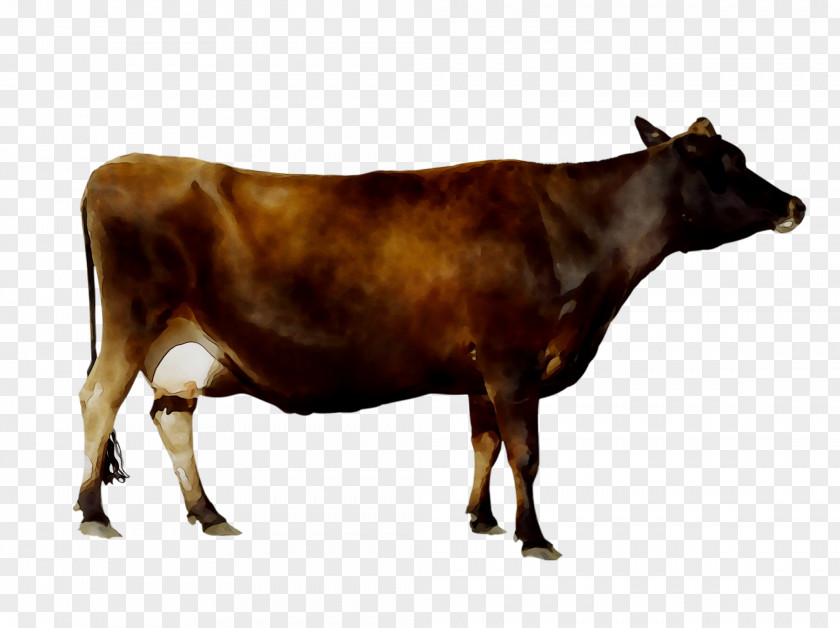 Dairy Cattle Calf Taurine PNG