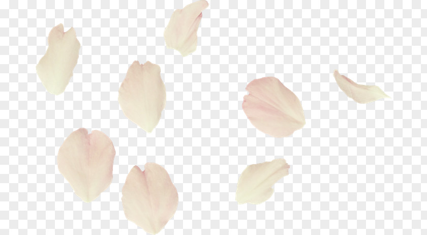 Flower Petal White PNG