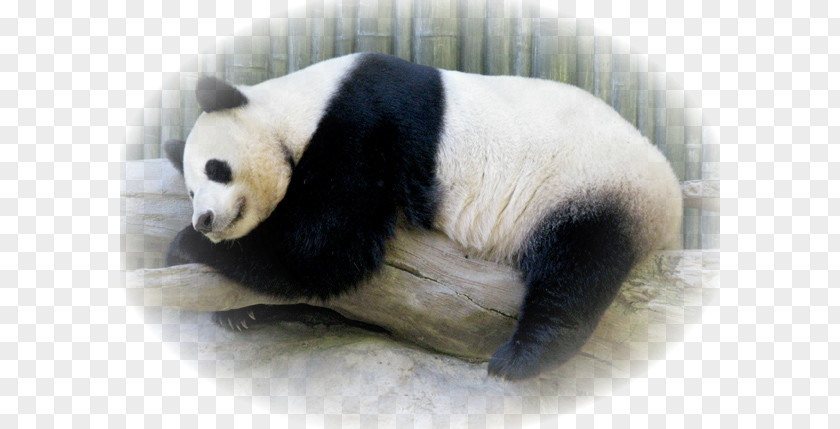 Giant Panda Fur Snout Terrestrial Animal PNG