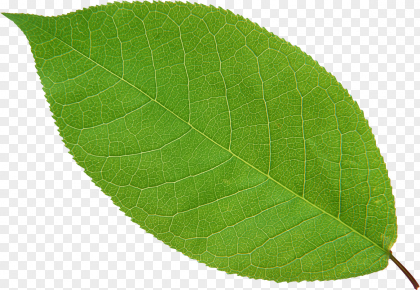 Leaf Ellipse Tea Green PNG