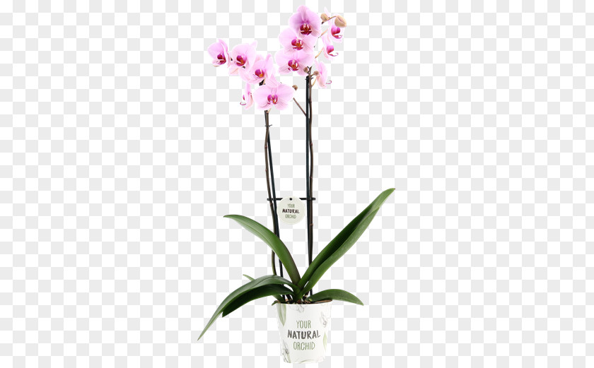 Phalaenopsis Moth Orchids Cattleya Dendrobium Cut Flowers Flowerpot PNG