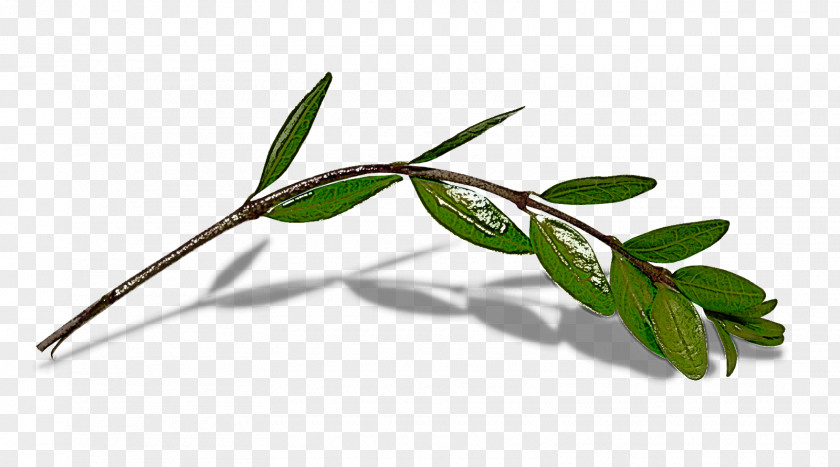 Plant Flower Leaf Tree Branch PNG