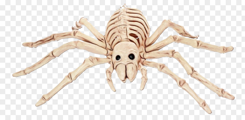 Spider Insects Pest Animal Figurine Membrane PNG