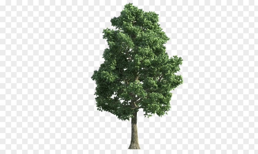 Tree Oak Stock Photography PNG