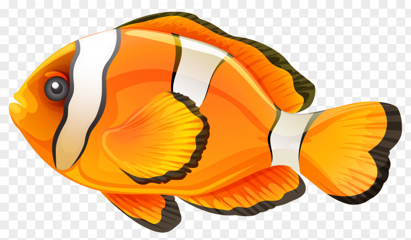 Fish Clownfish Clip Art PNG