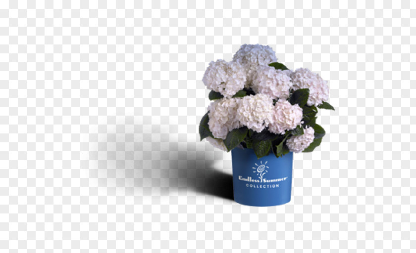 Hortensia French Hydrangea Embryophyta Flower Shrub Bride PNG