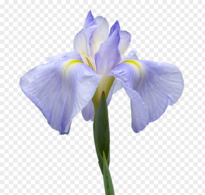 Iris Orris Root Irises Flower Clip Art PNG