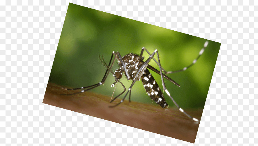 Mosquito Protection Velilla De San Antonio Insect Bus West Nile Virus PNG