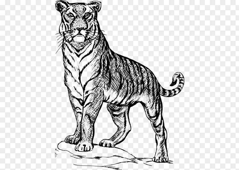 Tiger Royalty Free Cat Drawing Line Art Clip PNG