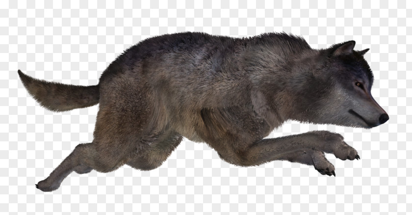 Alaskan Tundra Wolf Procyonidae Snout Fur PNG