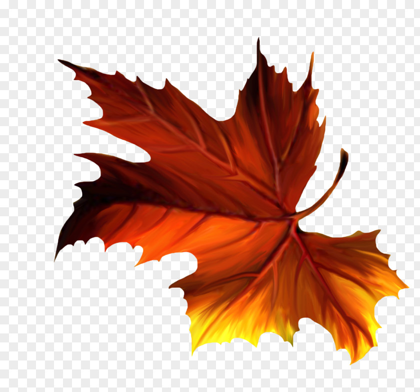 Leaf Maple PNG