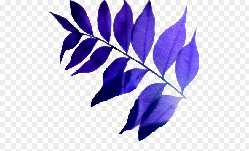 Leaf Purple PNG