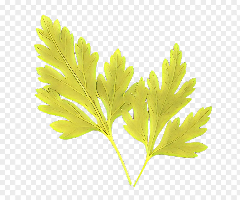 Parsley PNG