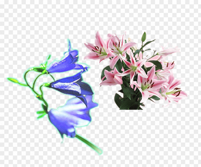 Pink Lily And Blue Purple Bell Flowers Flower Lilium PNG
