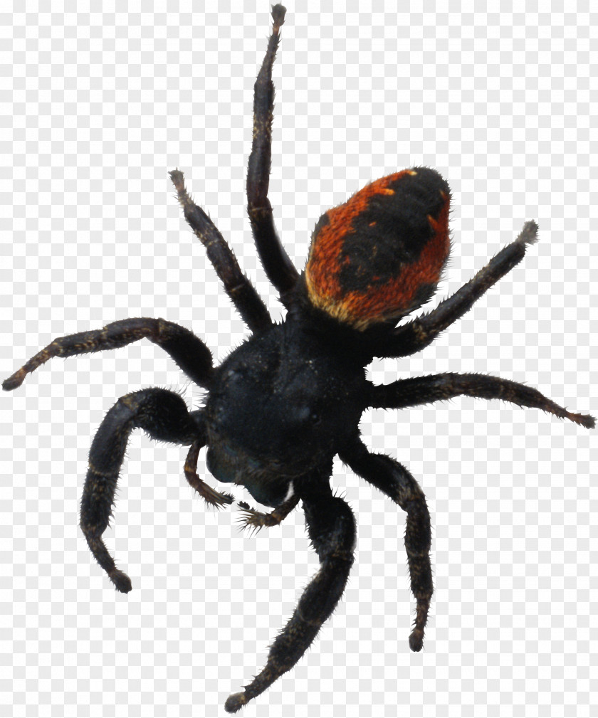 Spider Image Bite Southern Black Widow Brachypelma Hamorii PNG