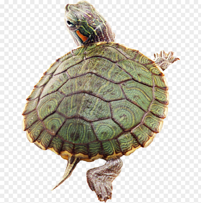 Turtle Reptile Desktop Wallpaper PNG