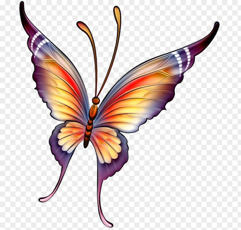 Butterfly Drawing Painting Insect PNG