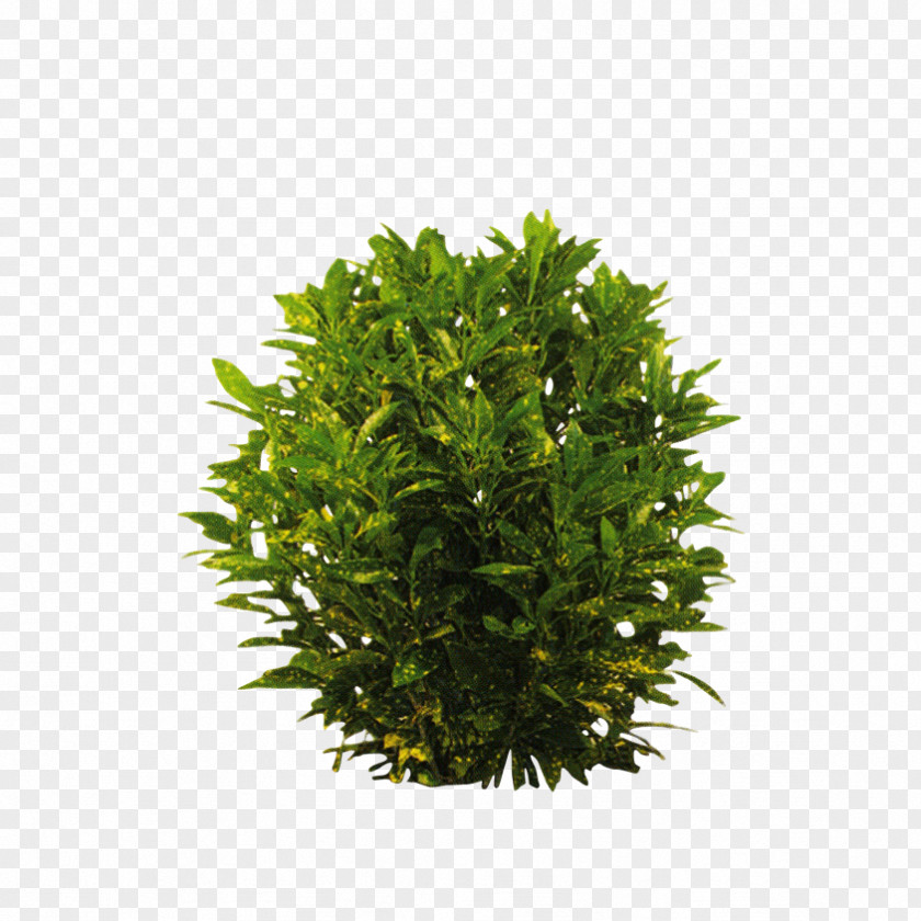Pine Family Evergreen English Yew Water Surface Shrub Plants PNG